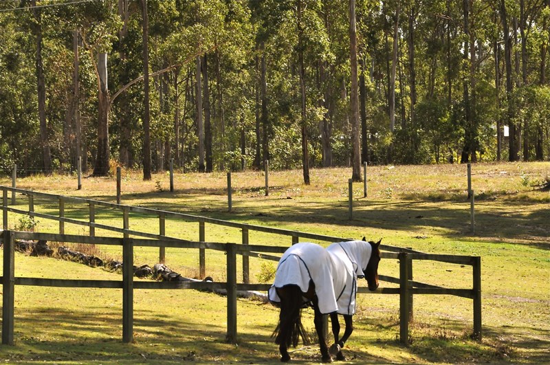 Pest control in Bellmere